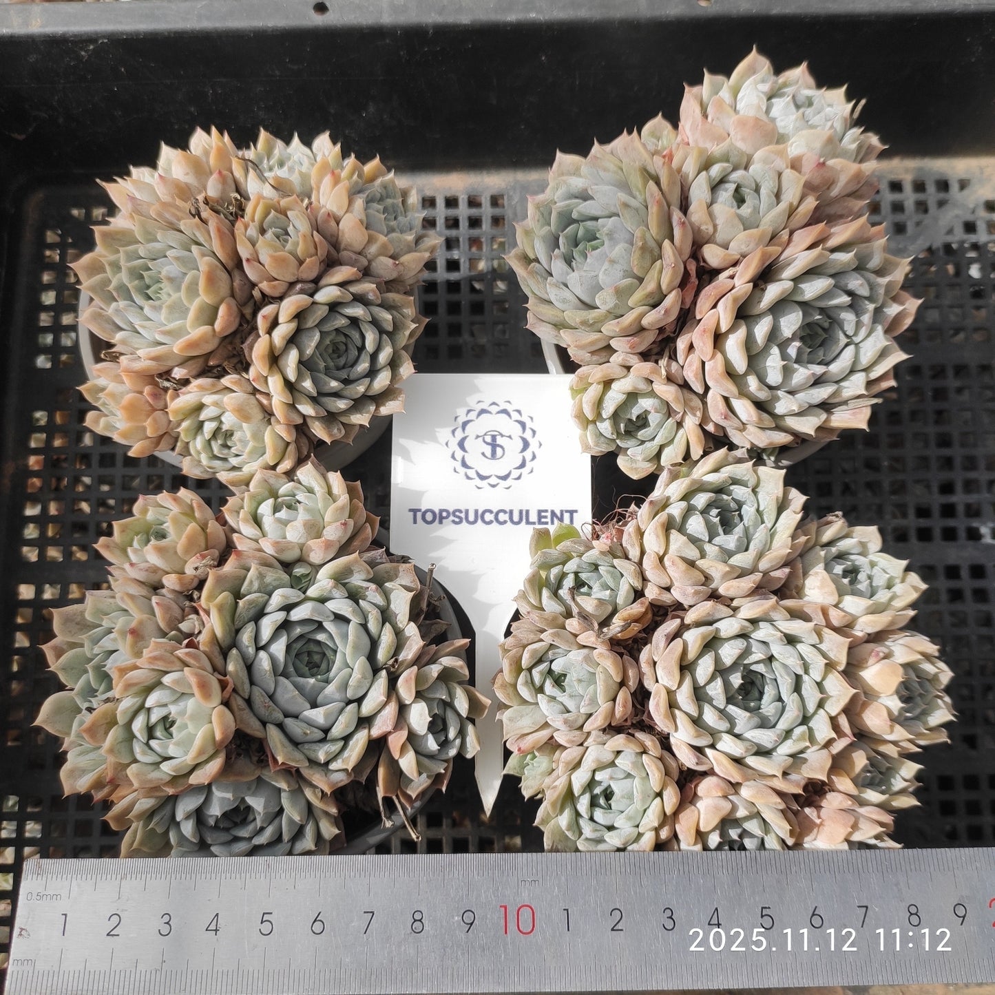 16398 Echeveria Mary Bell (9cm pot size)