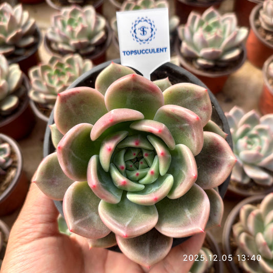 22090 Echeveria Monroe x Champagne (12cm pot size)