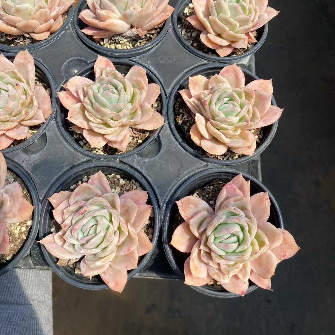 21856 Echeveria Lovesickness (9cm pot size)