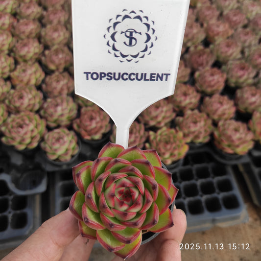 4513 Echeveria Moon Stone (5.5cm pot size)