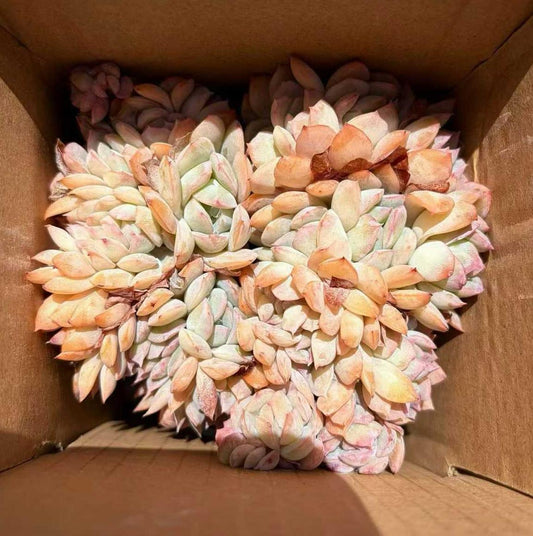 360798 Echeveria Suryeon Cristata (9cm pot size)