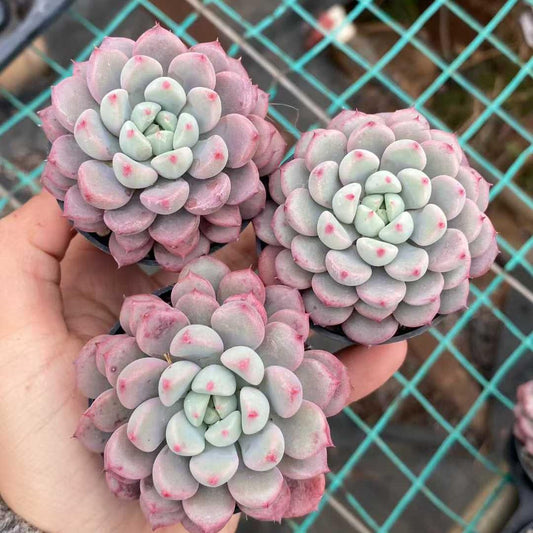 T1673 Echeveria Snow Peach (5cm pot size)