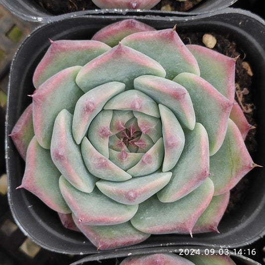 QN371 Echeveria Chihuahuaensis