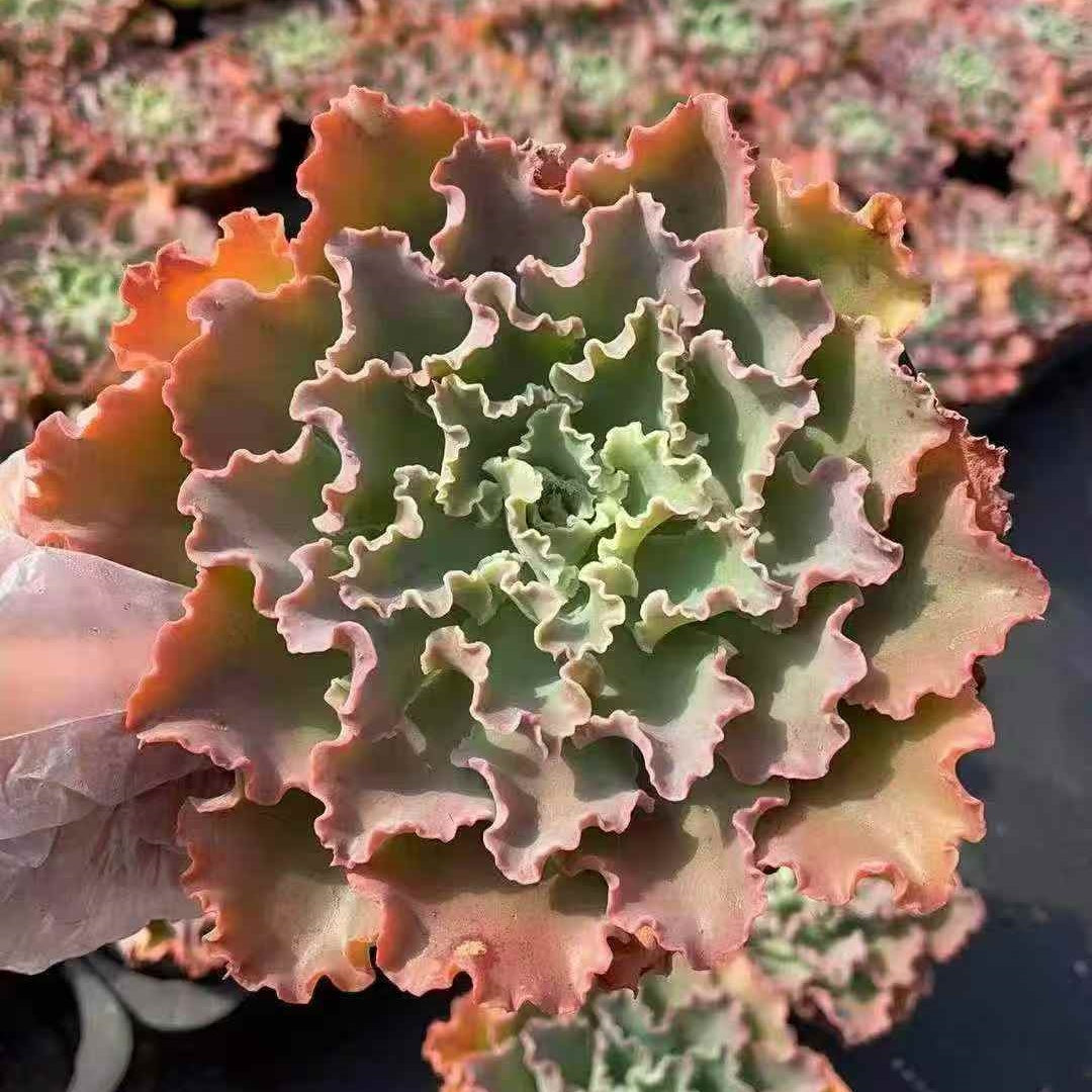 23642 Echeveria Blue Fox (12cm pot size)