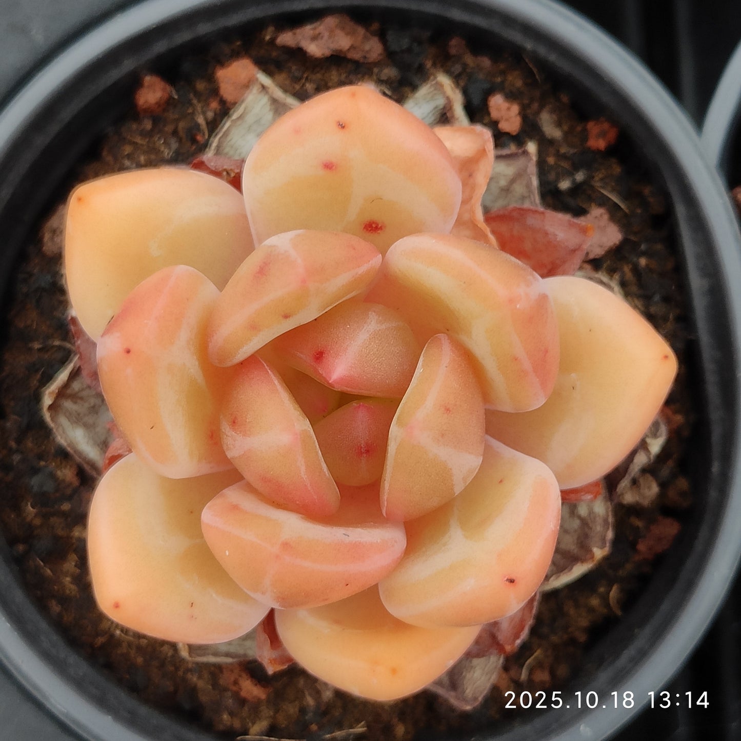 YBB279 Echeveria Champagne(9cm pot size)