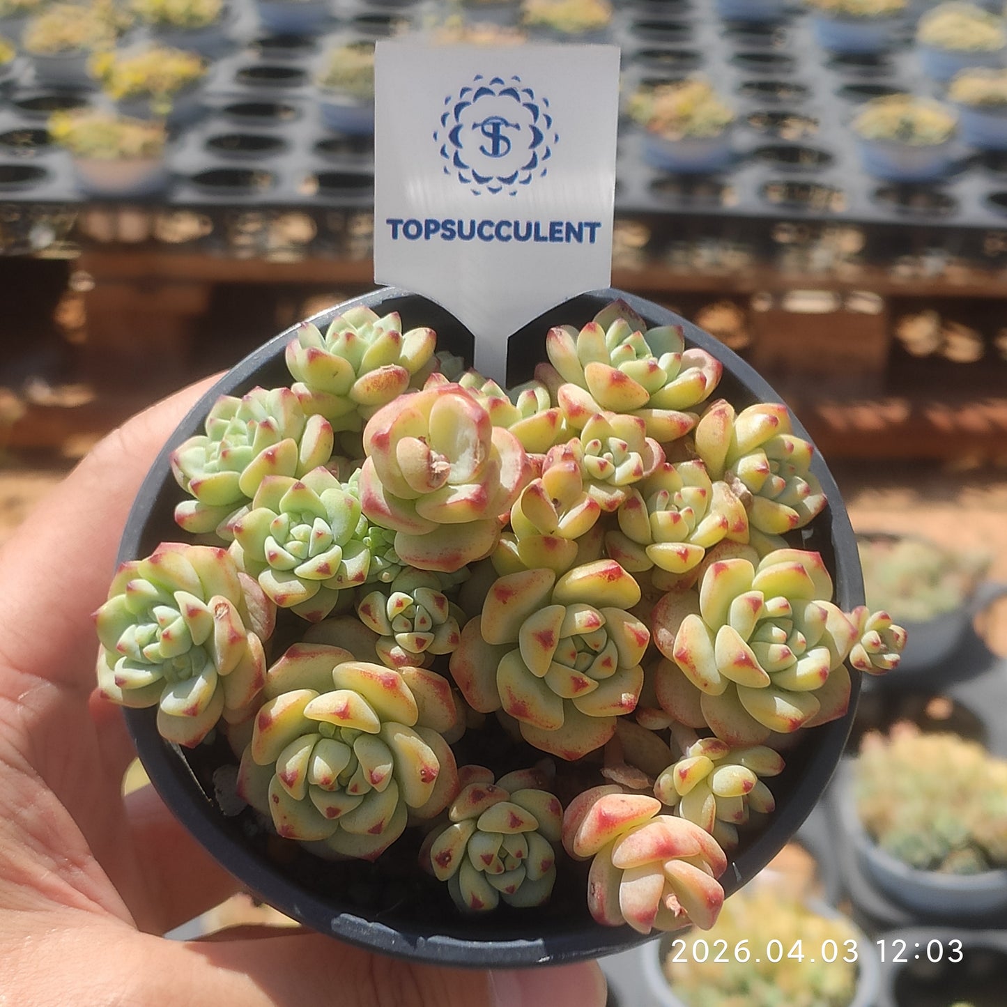 23225 Echeveria Caramel Sprite (9cm pot size)
