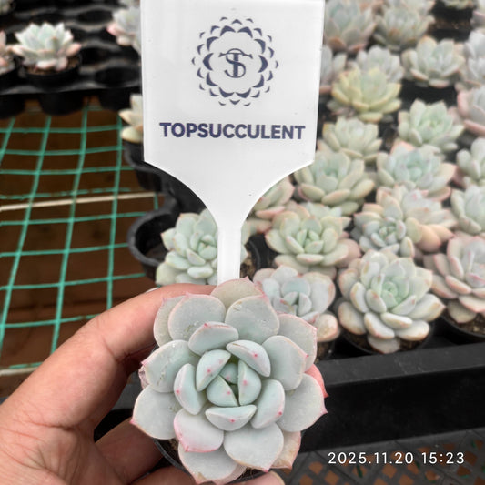 22787 Echeveria Star Monroe Hyb (5.5cm pot size)