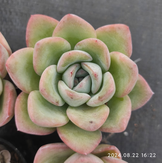 MMT073 Echeveria Amabille