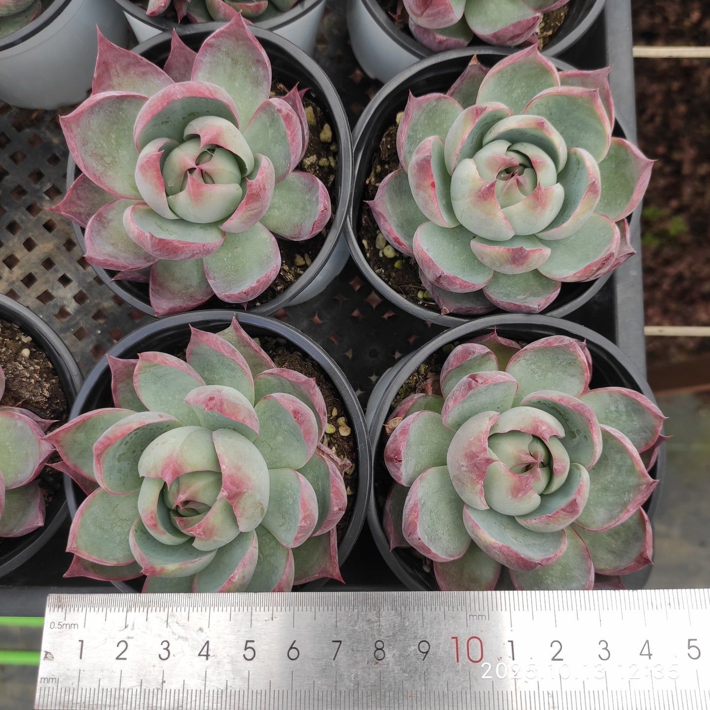 11859 Echeveria Casio (9cm pot size)