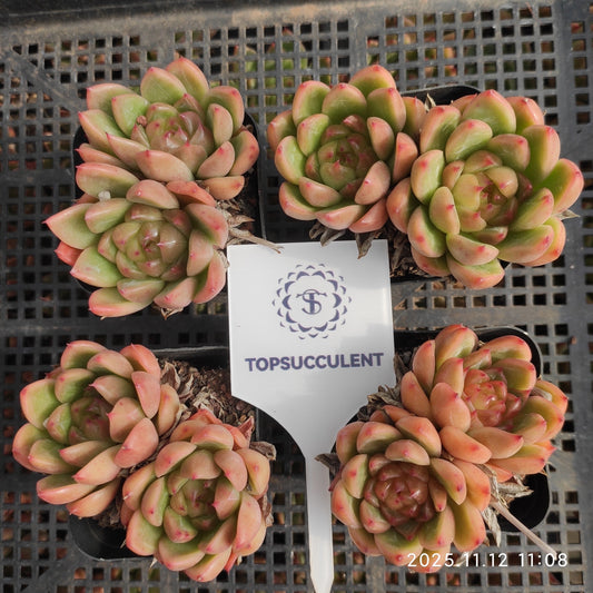 22505 Echeveria Bright Jenny (7cm pot size)