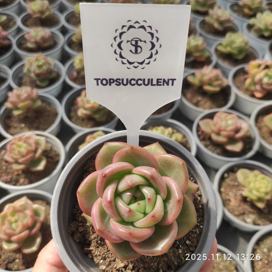 22519 Echeveria Charm Jenny (9cm pot size)