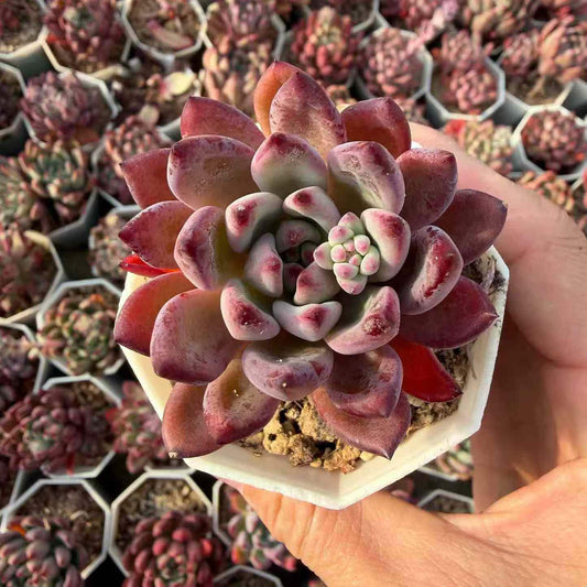 264763 Echeveria Ruby Wine (7cm pot size)