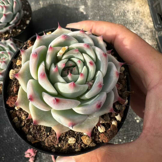 360386 Echeveria Chihuahuaensis (9cm pot size)