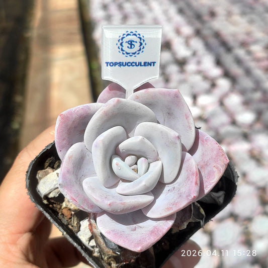 361490 Echeveria Splendor Snow (6.5cm pot size)
