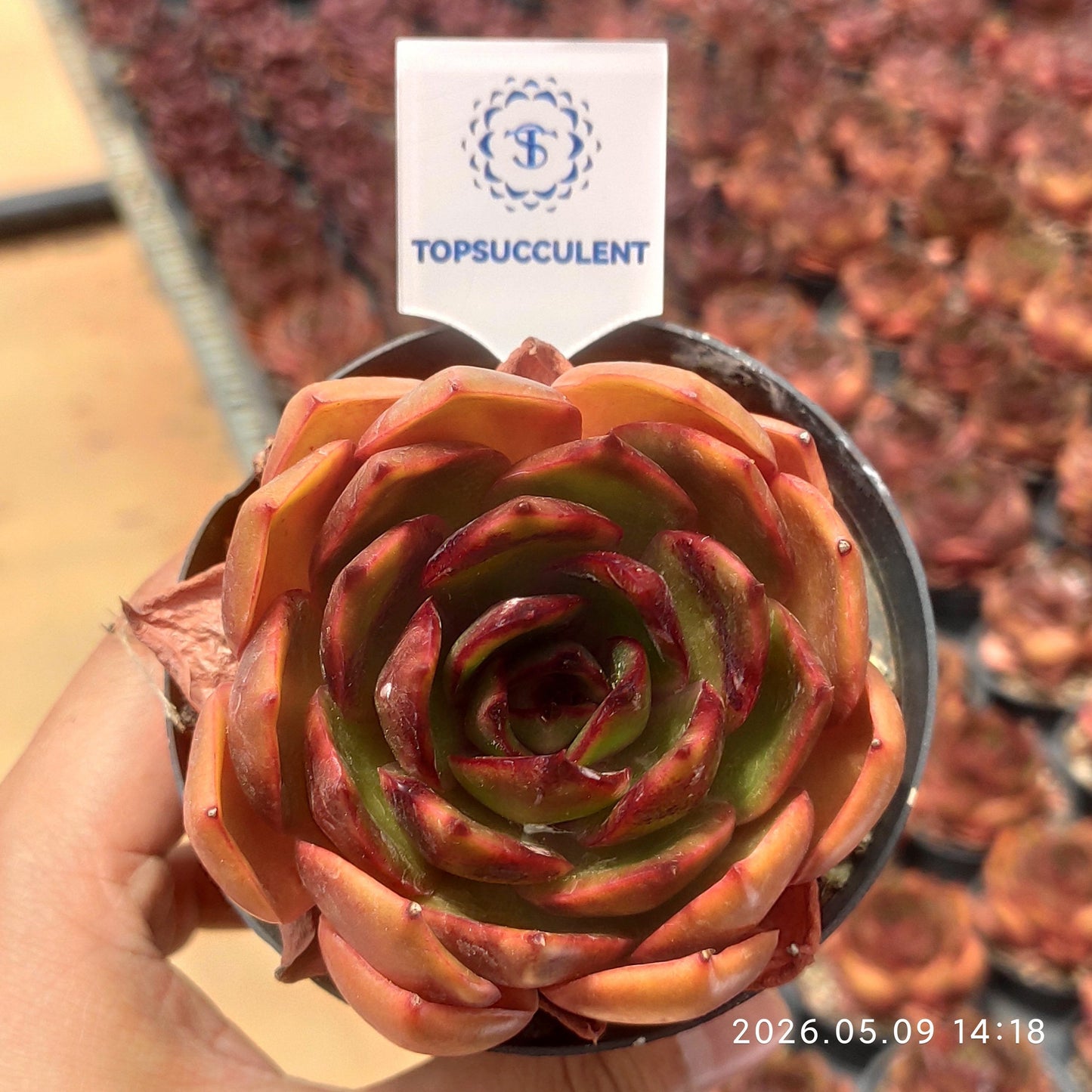 18899 Echeveria Traffic Light (9cm pot size)