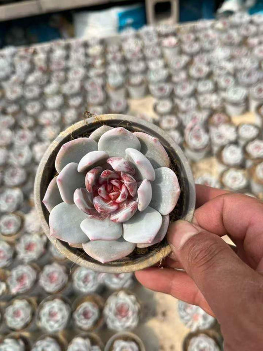 264008 Echeveria SangA (9cm pot size)