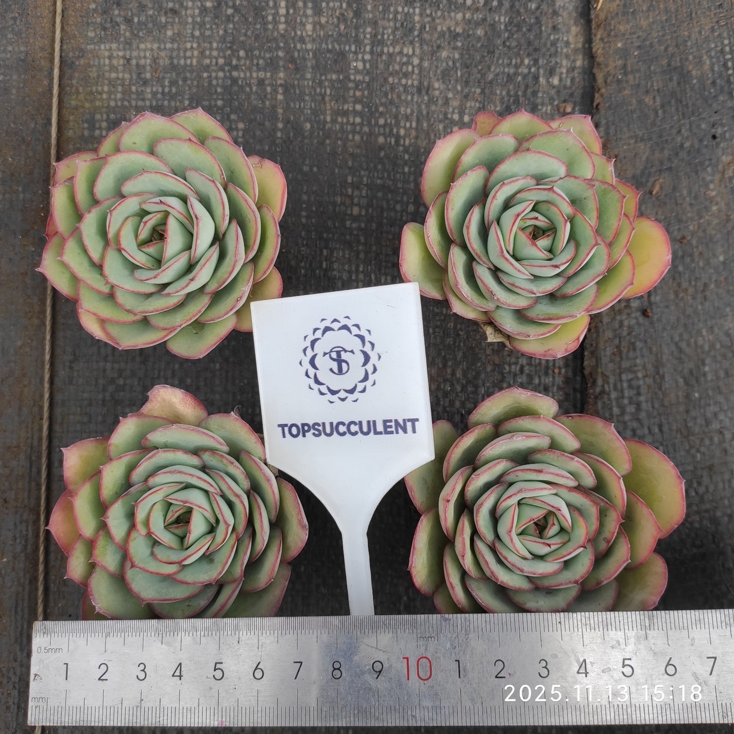 7084 Echeveria Modan Jeong (5.5cm pot size)