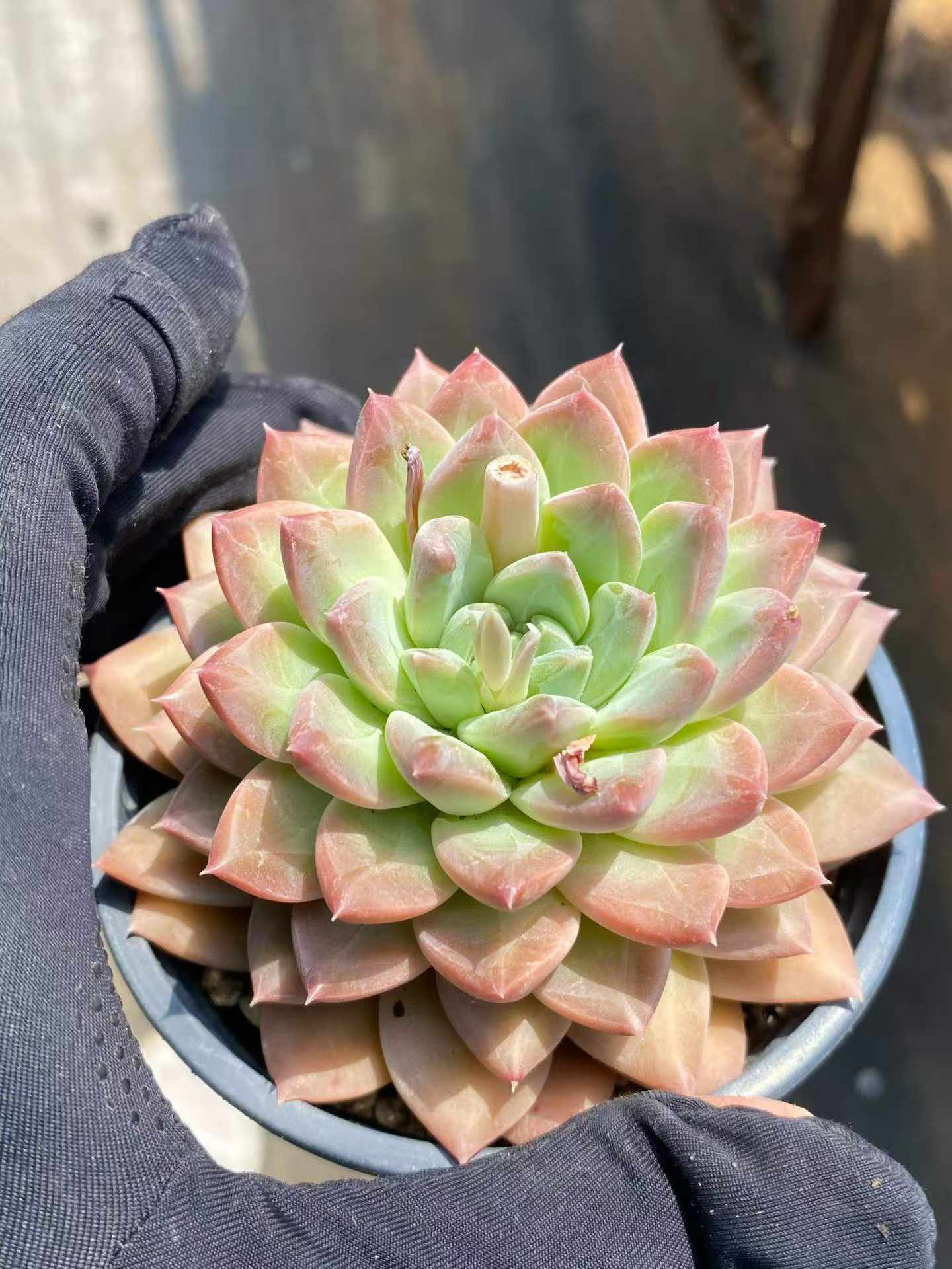 362096 Echeveria Jade Dew (9cm pot size)