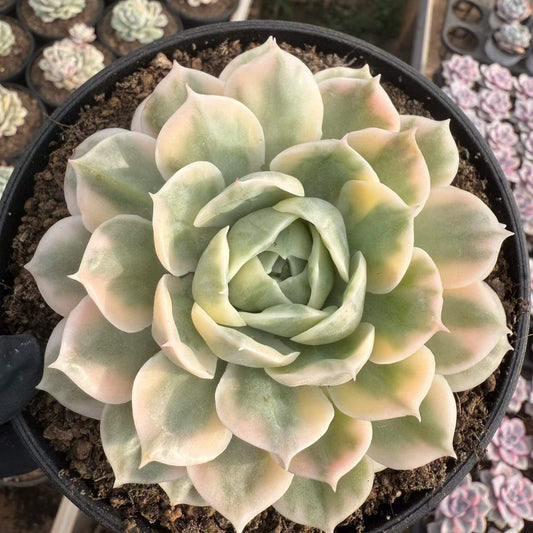 361963 Echeveria Onslow Variegated (16cm pot size)