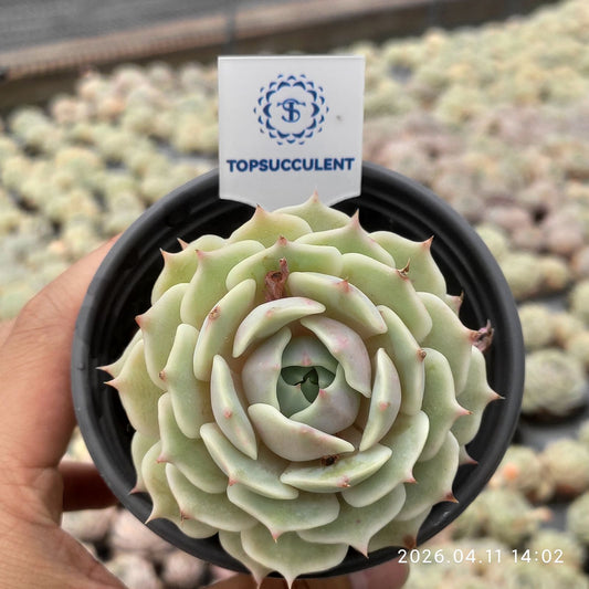 361435 Echeveria Lola (9cm pot size)