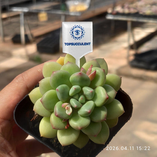 361488 Echeveria Strawberry Milk (6.5cm pot size)