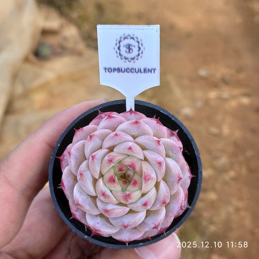 T1688 Echeveria Red Velvet (9cm pot size)
