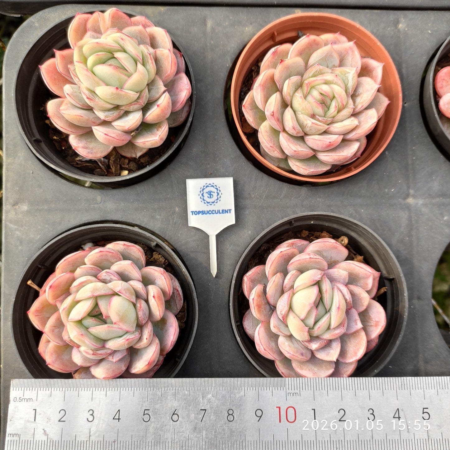 21203 Echeveria Ice Pure (7cm pot size)