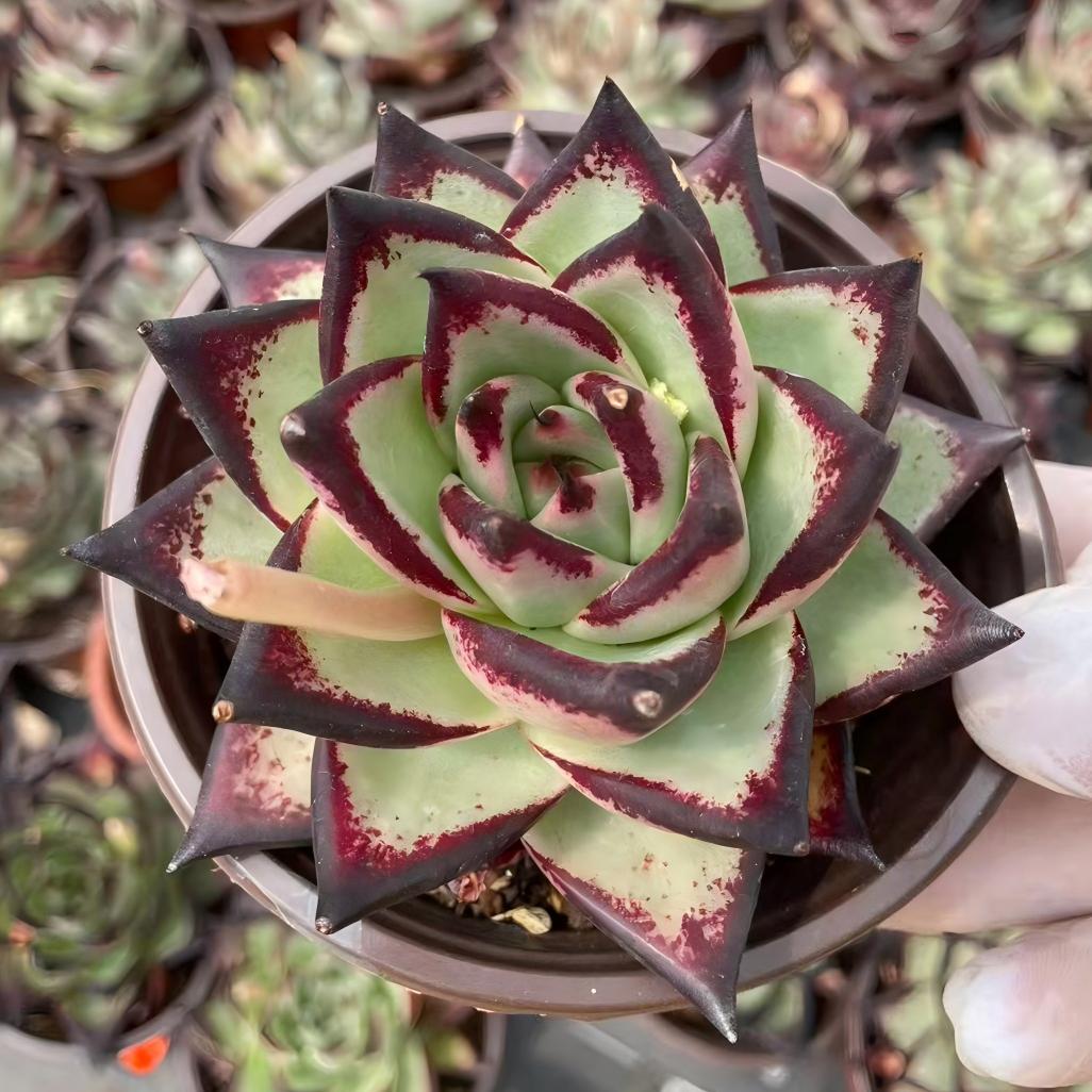 25929 Echeveria Dark Lord (9cm pot size)