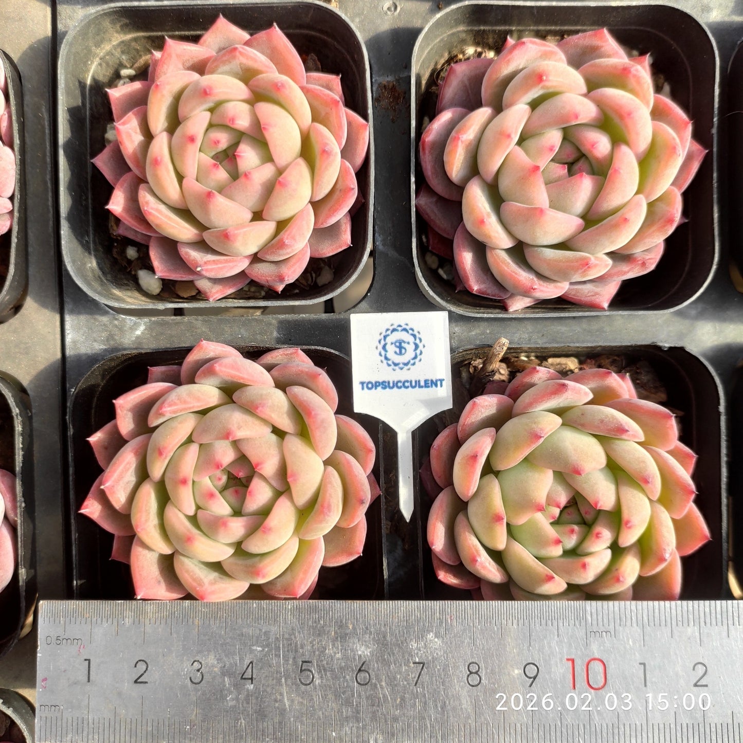 25693 Echeveria Red Champagne (6.5cm pot size)