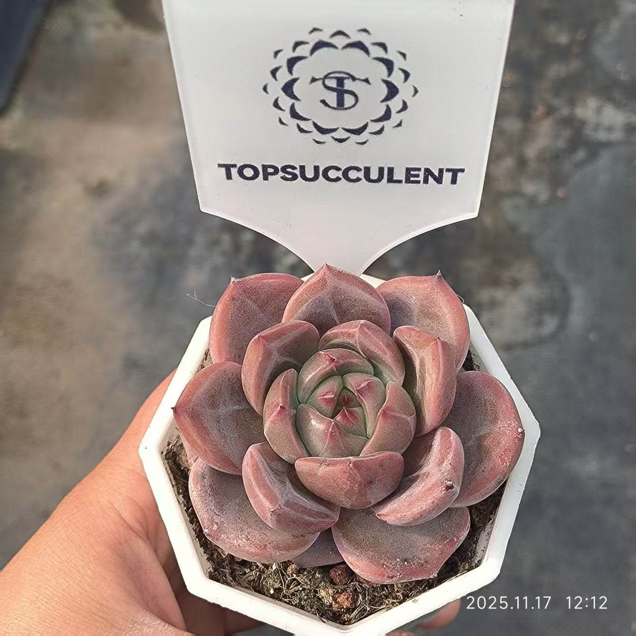 8964 Echeveria Orange Monroe x  Robin (6.5cm pot size)