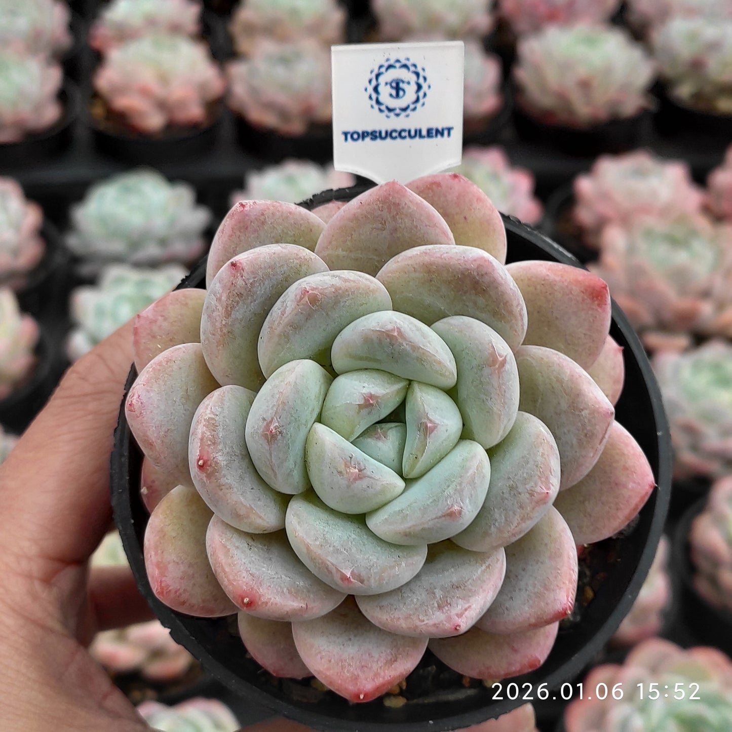20792 Echeveria Thick Monroe (7cm pot size)