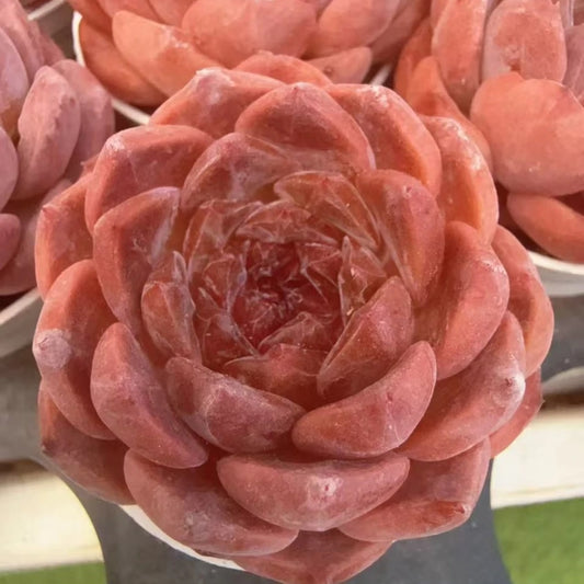 QNY134 Echeveria White Mousse x Hughmillus(5cm pot size)