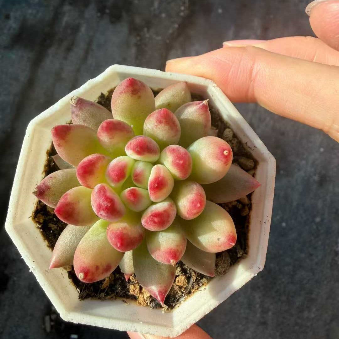 23616 Echeveria Corn Poppy (7cm pot size)