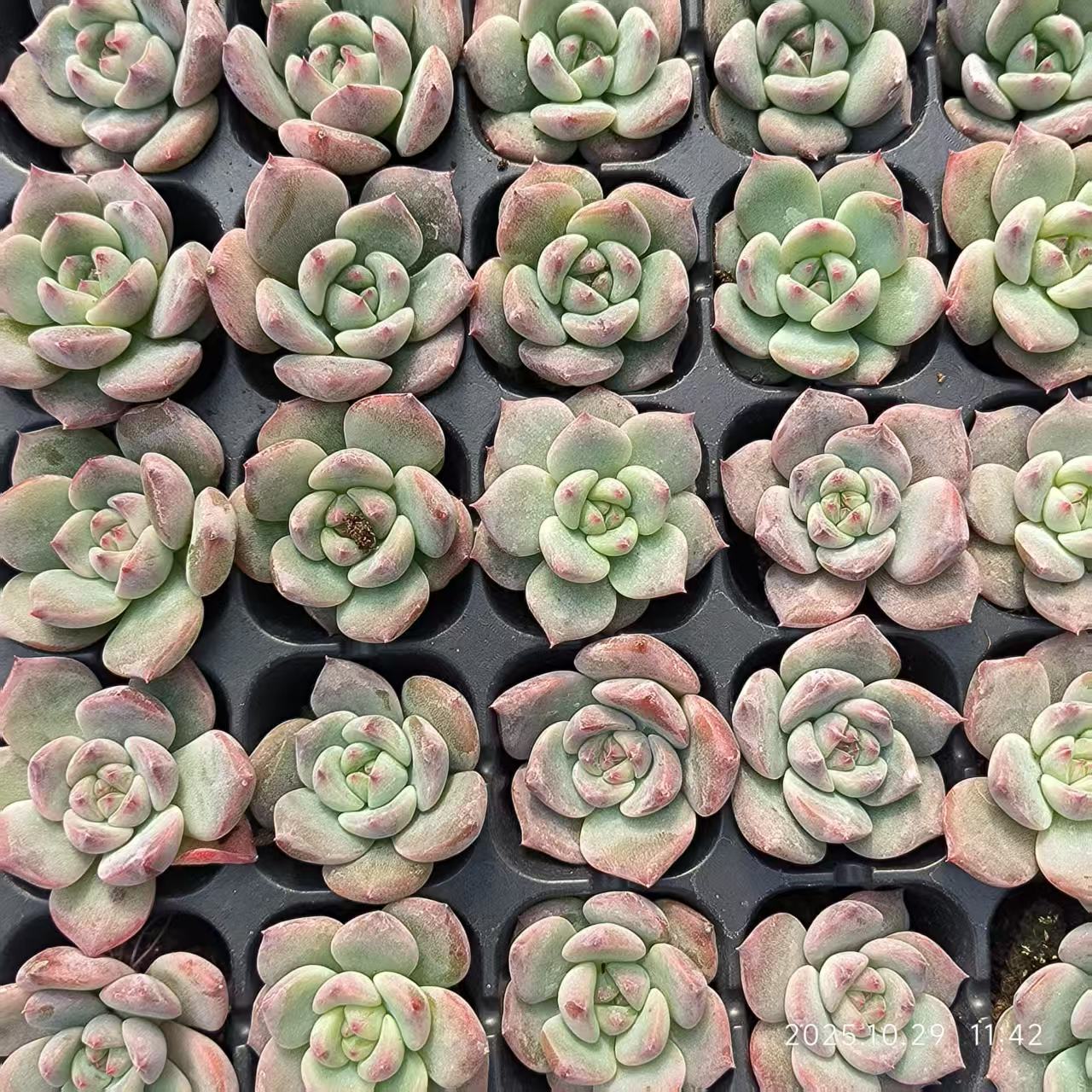 21710 Echeveria Love Birds Hyb (3cm pot size)
