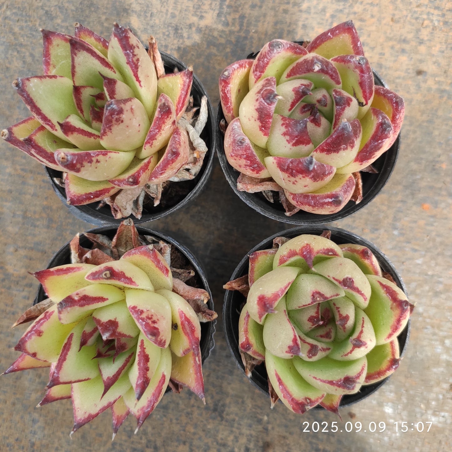 MMT798 Echeveria Ebony Hyb(5.5cm pot size)