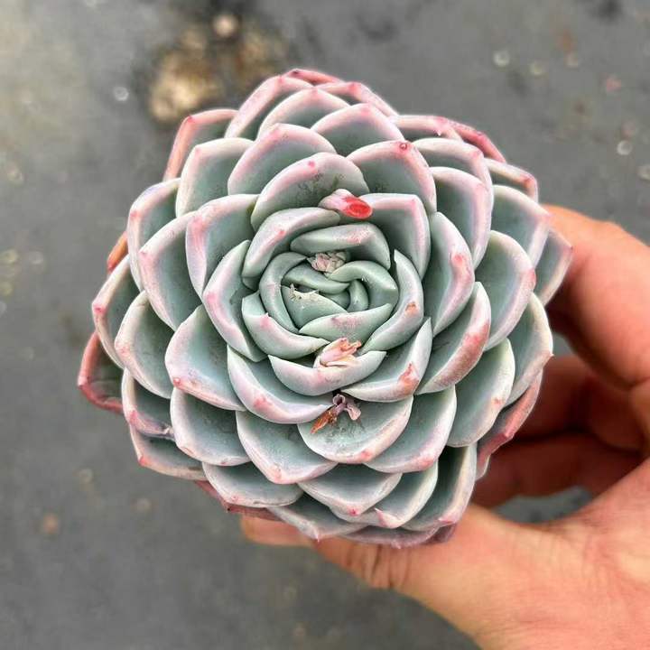 264143 Echeveria Alone Star (7cm pot size)