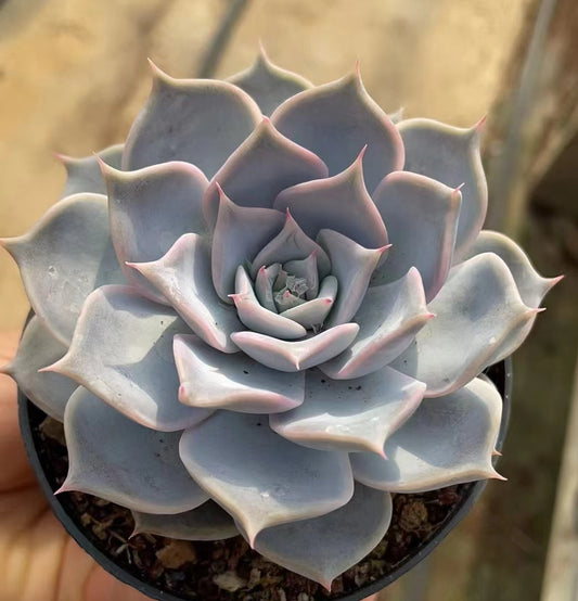 BL1052 Echeveria Snow Beauty