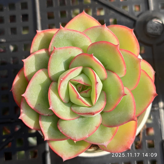 12751 Echeveria Modan Jeong (5.5cm pot size)