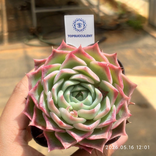 80569 Echeveria Sky World (6.5cm pot size)