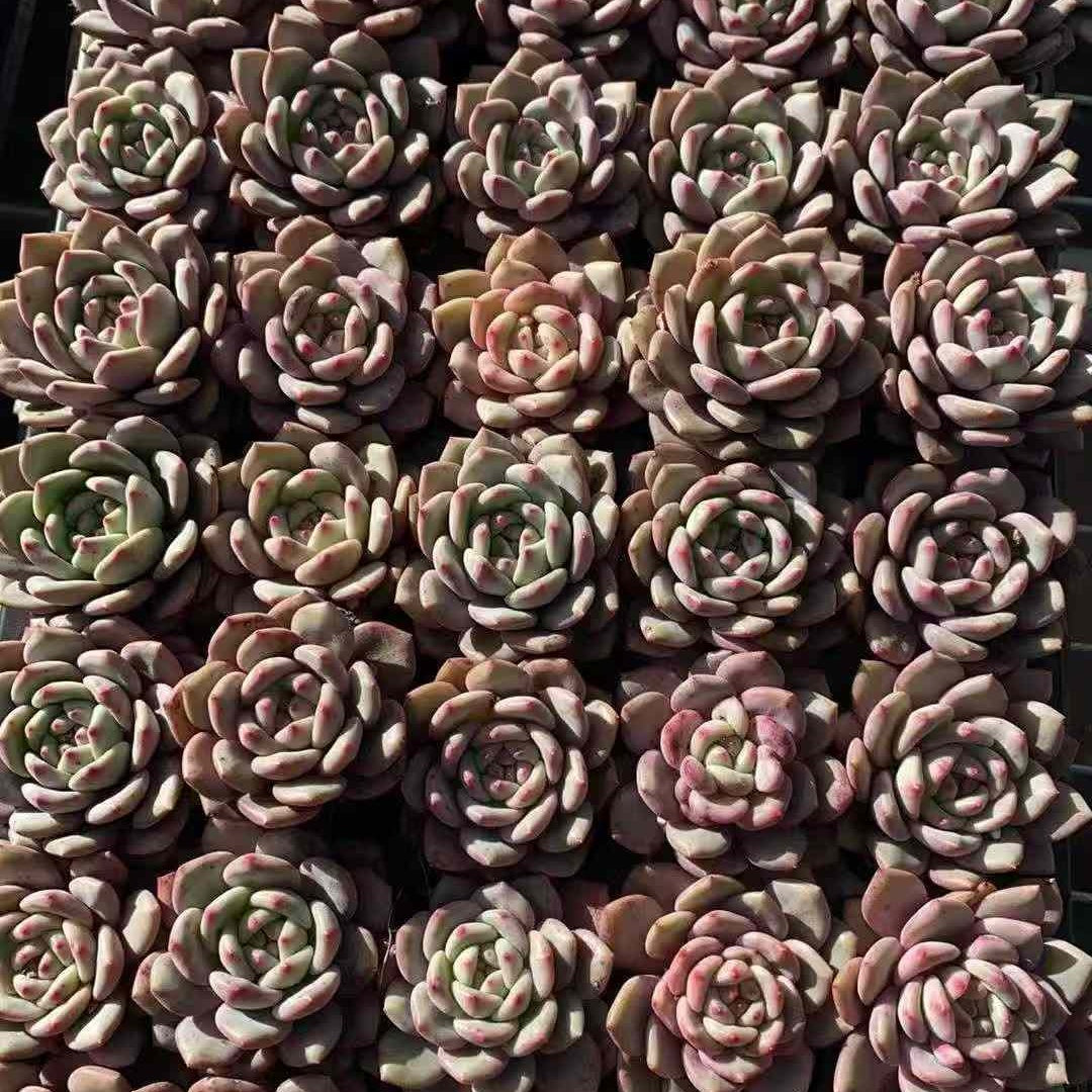 20787 Echeveria Ariel (3cm pot size)