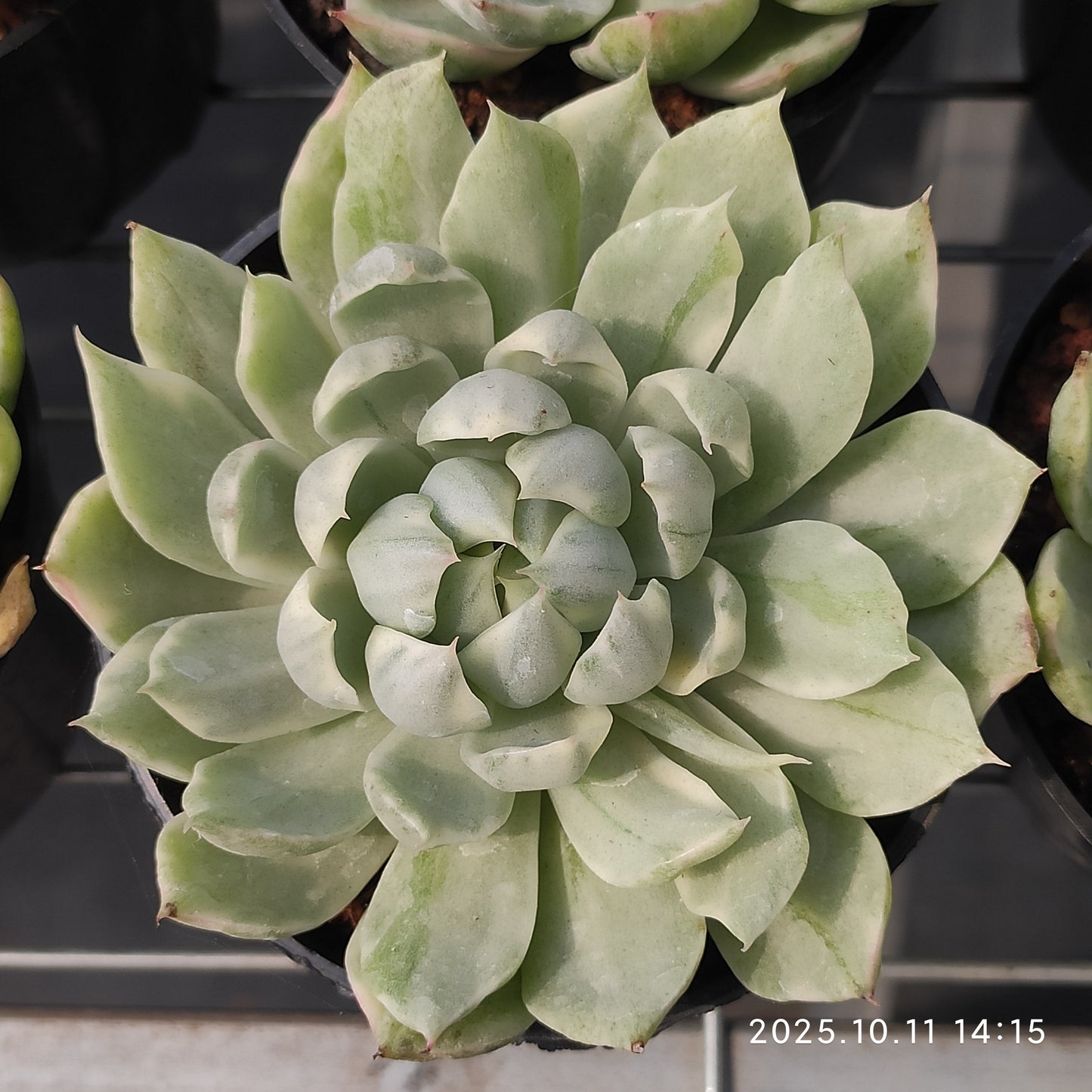 TPKM053 Echeveria Whtie Maria Variegated(9cm pot size)