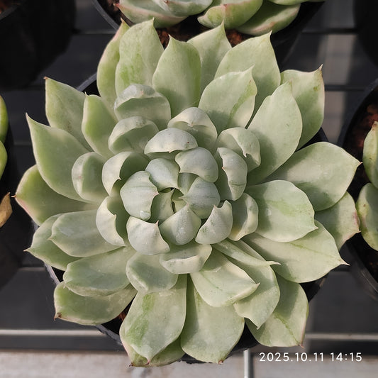 TPKM053 Echeveria Whtie Maria Variegated(9cm pot size)