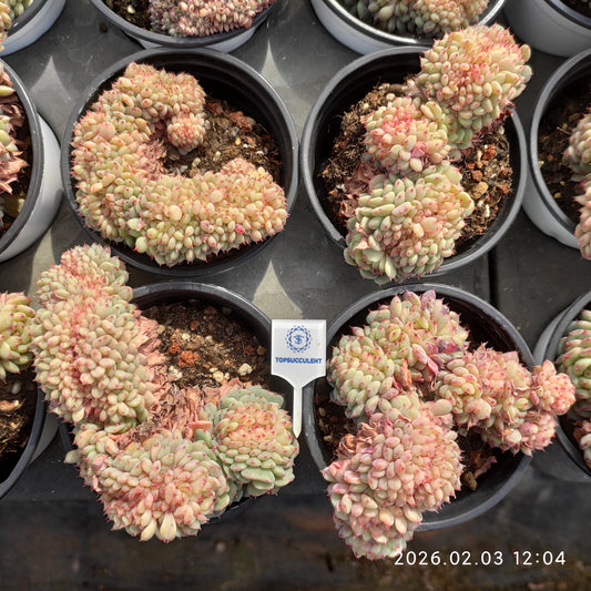 25631 Echeveria White Fat Cristata (9cm pot size)