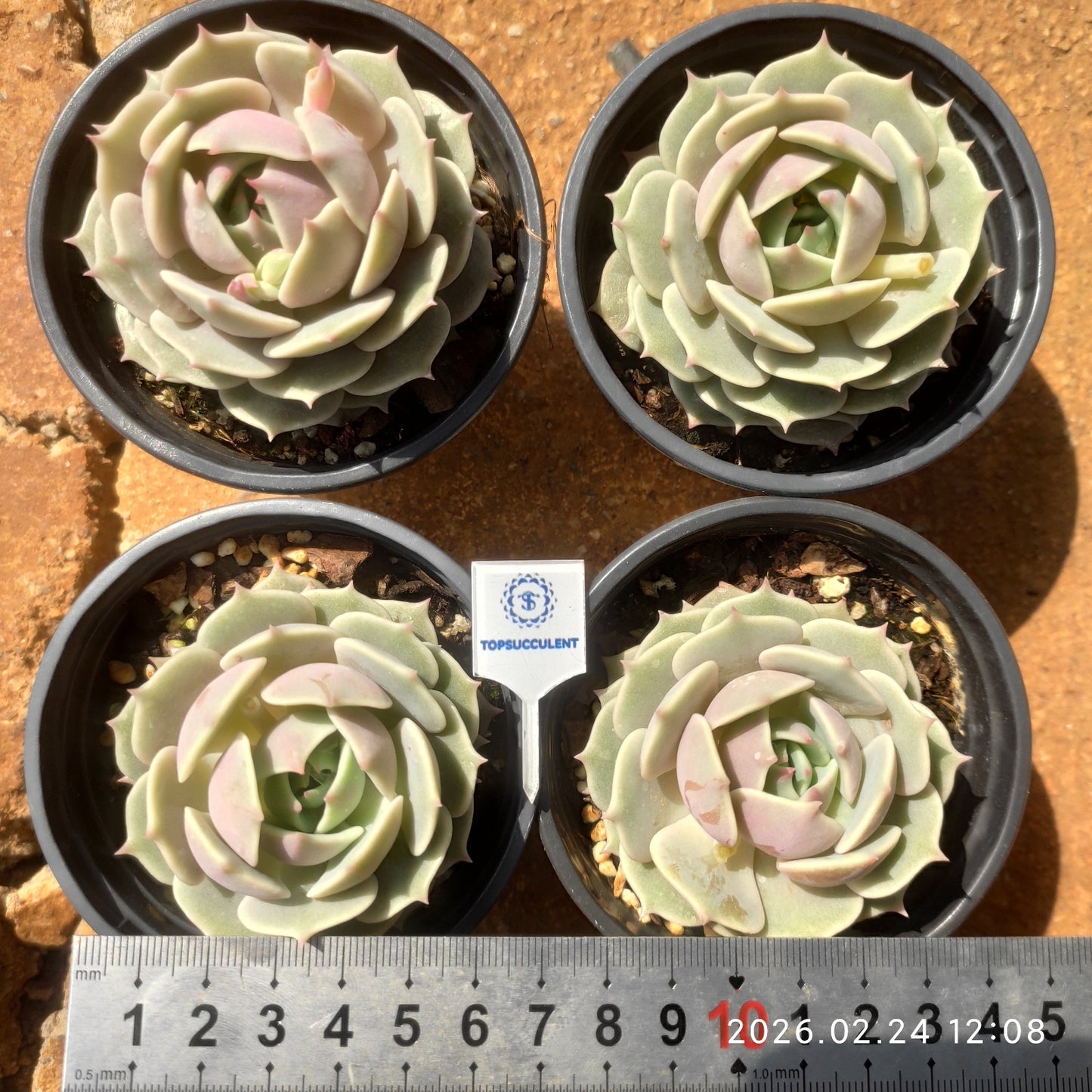 25905 Echeveria Lola (9cm pot size)