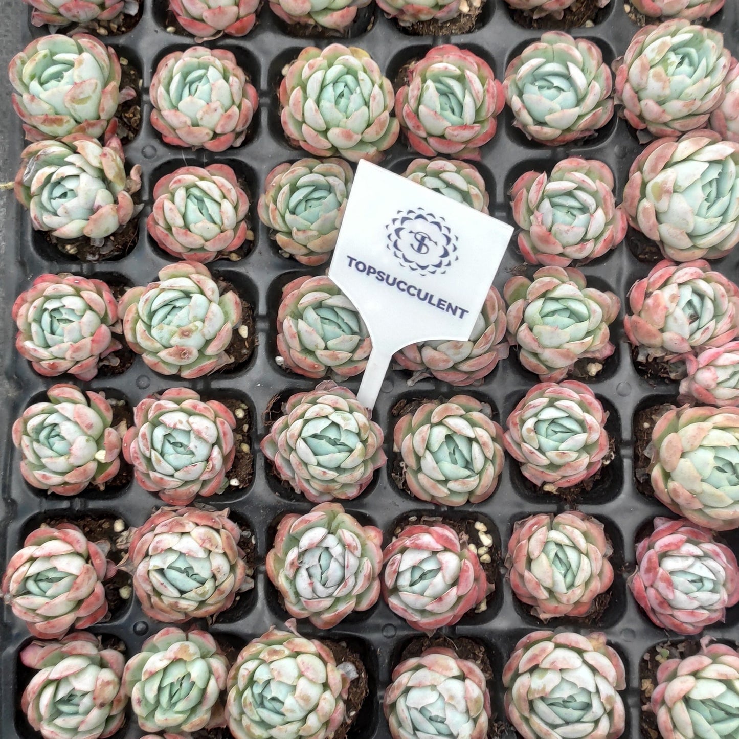 23973 Echeveria Berry (3cm pot size)