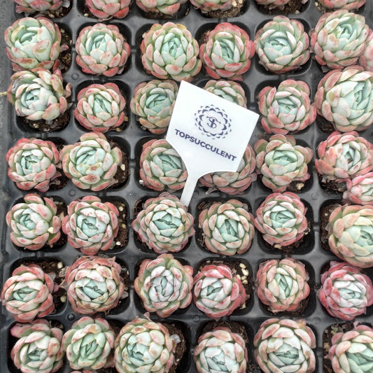 23973 Echeveria Berry (3cm pot size)