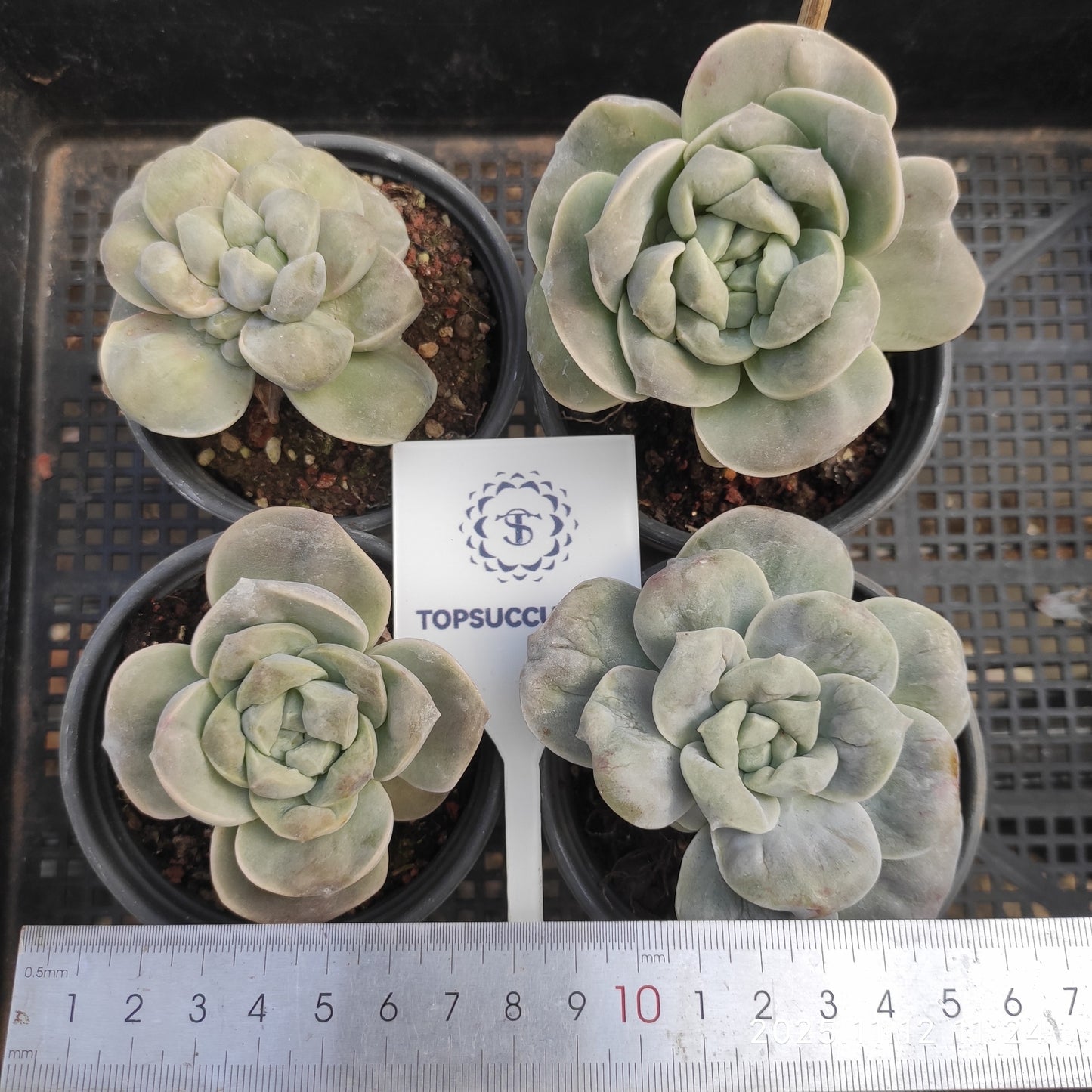 17571 Echeveria Lovely Rose Drops (9cm pot size)