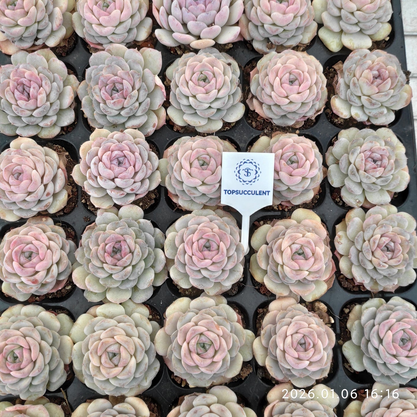 24423 Echeveria Snow Face (5cm pot size)