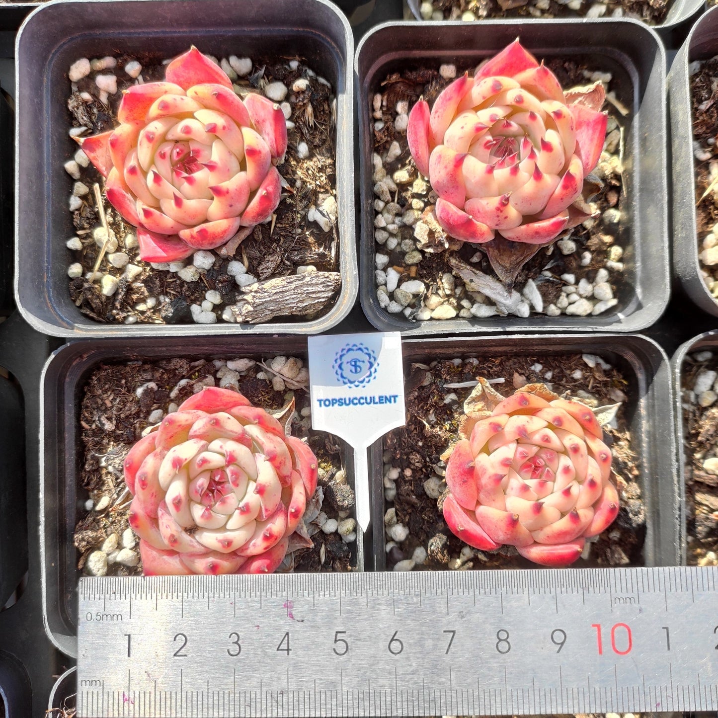 24520 Echeveria Chihuahuaensis (7cm pot size)