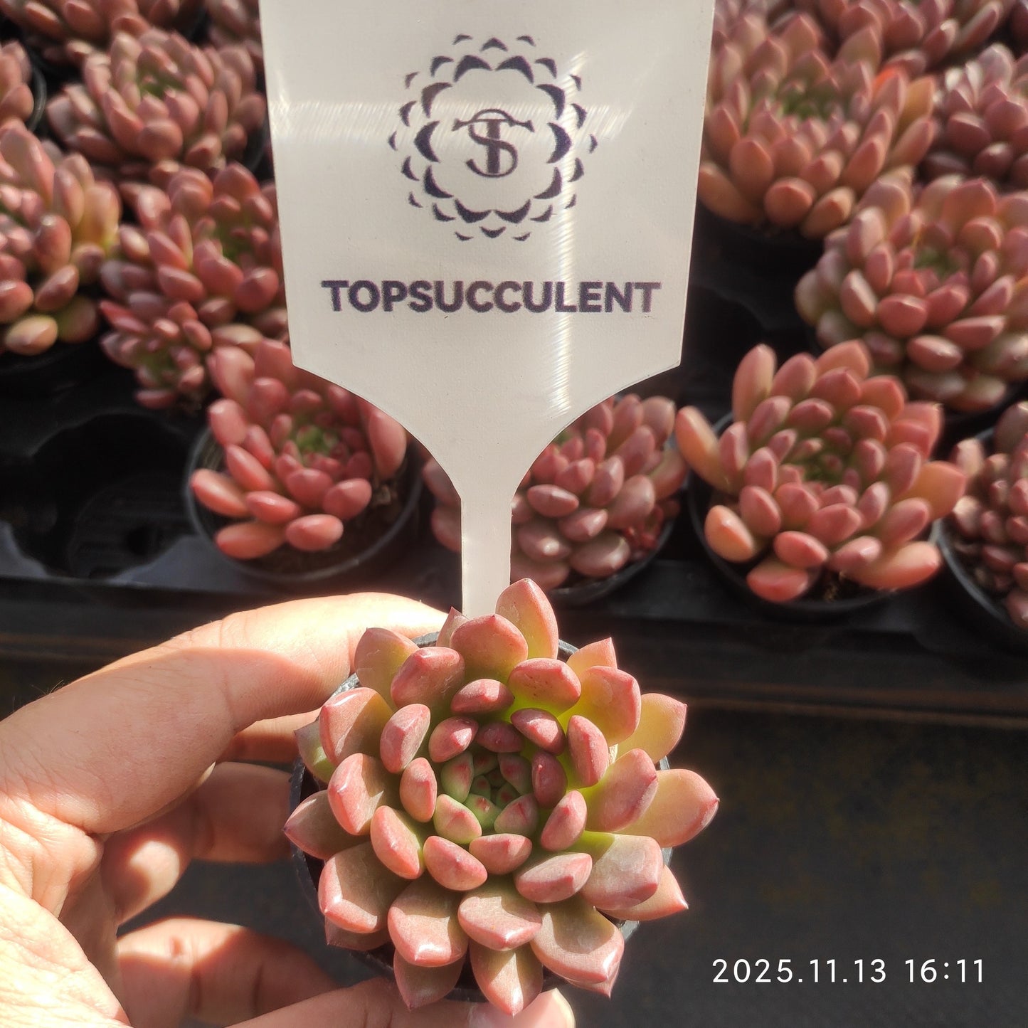 0766 Echeveria Pink Rubby (5.5cm pot size)